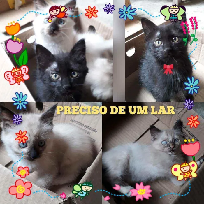 Gato ra a FILHOTES idade Abaixo de 2 meses nome SEM NOME