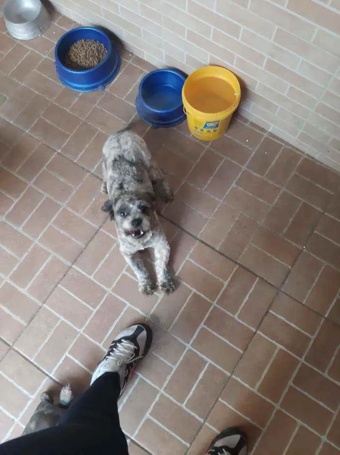 Cachorro ra a Mista idade 1 ano nome Paçoca 