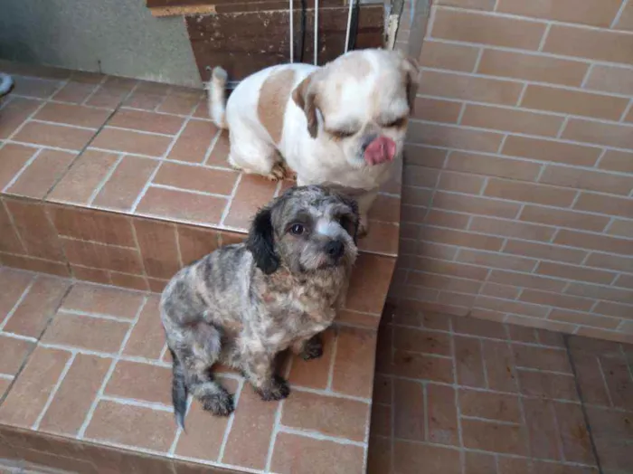 Cachorro ra a Mista idade 1 ano nome Paçoca 