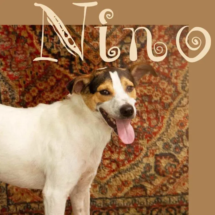 Cachorro ra a Sem raça definida idade 7 a 11 meses nome Nino