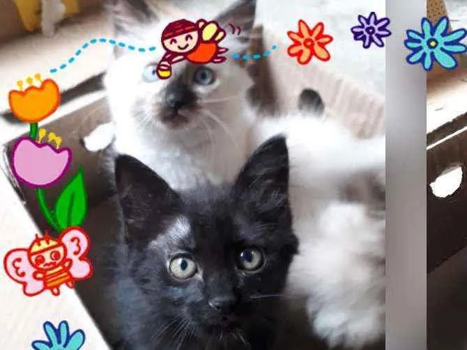 Gato ra a FILHOTES idade Abaixo de 2 meses nome SEM NOME