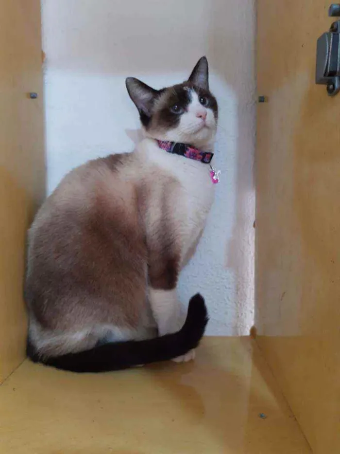 Gato raça SRD  idade 2 anos nome Jessie 