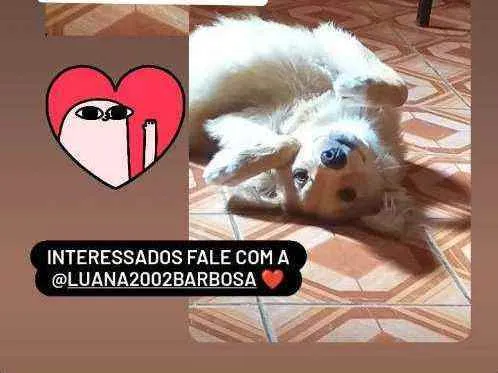 Cachorro ra a Vira lata  idade 7 a 11 meses nome Neguinho e raposinha