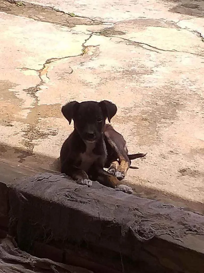 Cachorro ra a Vira lata  idade 7 a 11 meses nome Neguinho e raposinha