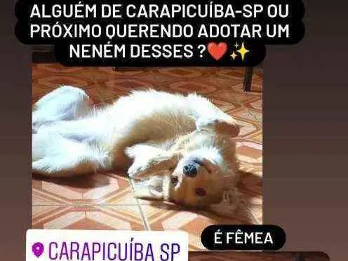 Cachorro ra a Vira lata  idade 7 a 11 meses nome Neguinho e raposinha