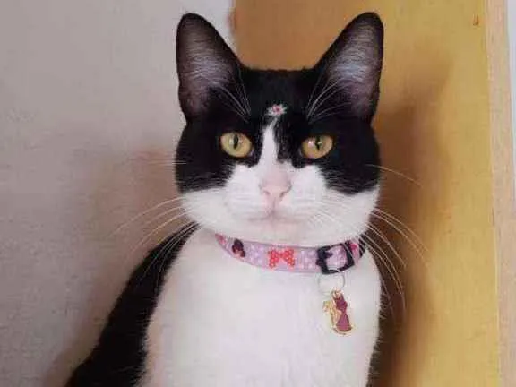 Gato raça SRD  idade 1 ano nome Amora 