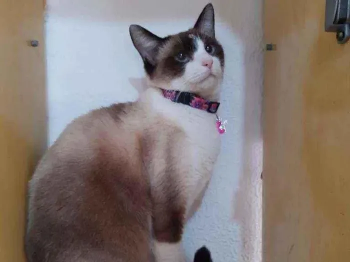 Gato raça SRD  idade 2 anos nome Jessie 