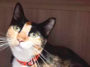 Gato raça SRD  idade 1 ano nome Cléo 