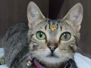 Gato raça SRD  idade 1 ano nome Dara