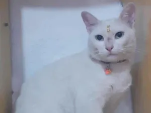 Gato raça SRD  idade 2 anos nome Mily