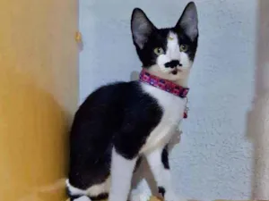 Gato raça SRD  idade 2 a 6 meses nome Duda 