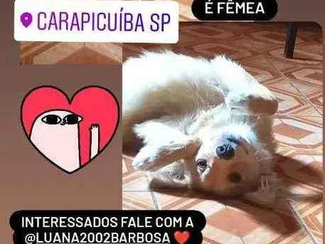 Cachorro ra a Vira lata  idade 7 a 11 meses nome Neguinho e raposinha