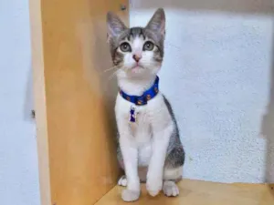 Gato raça SRD  idade 2 a 6 meses nome Ted