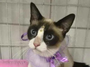 Gato raça SRD  idade 2 anos nome Kiara 