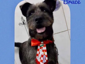 Cachorro raça SRD  idade 1 ano nome Bruce 
