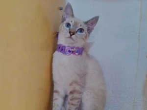 Gato raça SRD  idade 2 a 6 meses nome Alice 