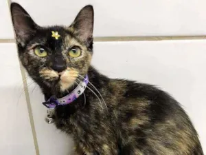 Gato raça SRD  idade 2 a 6 meses nome Pandora 