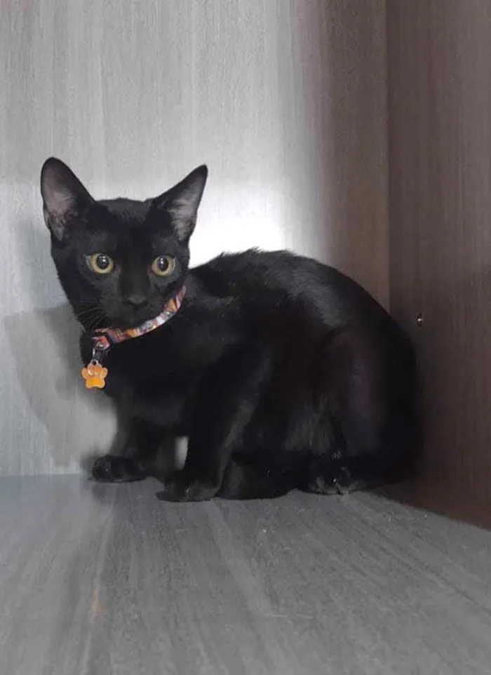 Gato raça SRD  idade 2 a 6 meses nome Pom pom 