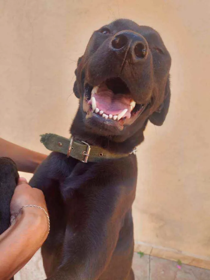 Cachorro raça Labradora idade 1 ano nome Maya