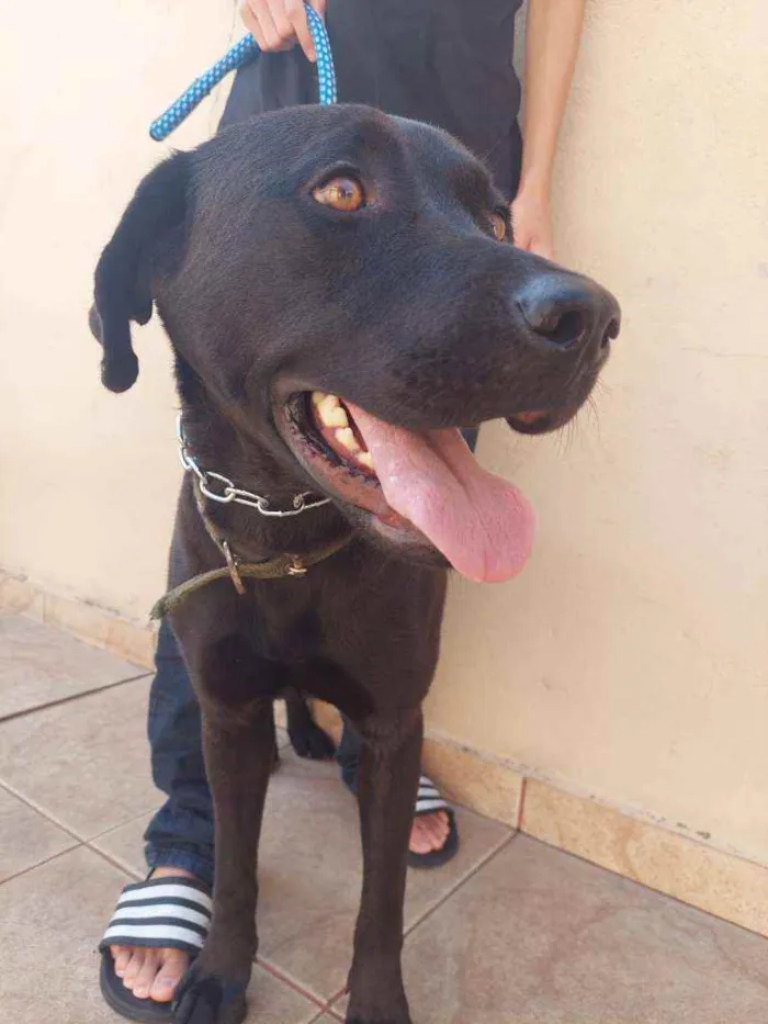 Cachorro raça Labradora idade 1 ano nome Maya