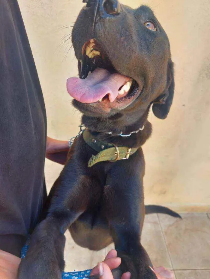 Cachorro raça Labradora idade 1 ano nome Maya