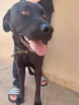 Cachorro raça Labradora idade 1 ano nome Maya