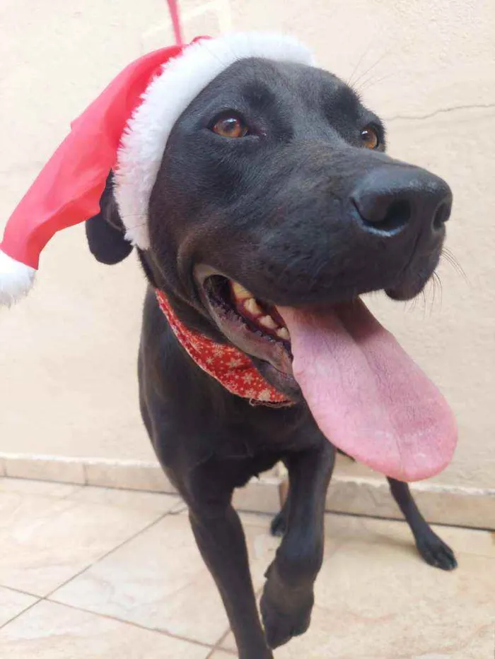 Cachorro raça Labradora idade 1 ano nome Maya