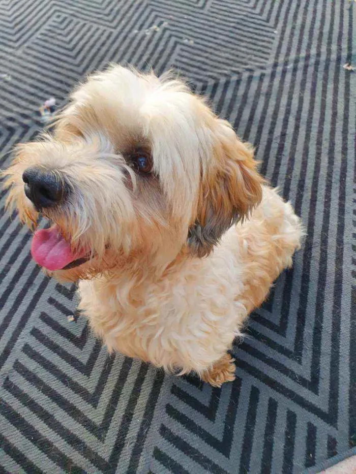 Cachorro raça Mix poodle idade 2 anos nome Calvin