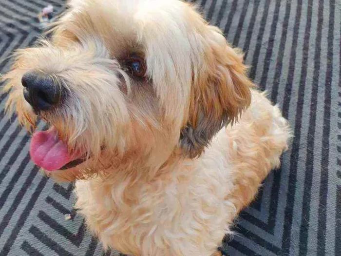 Cachorro raça Mix poodle idade 2 anos nome Calvin