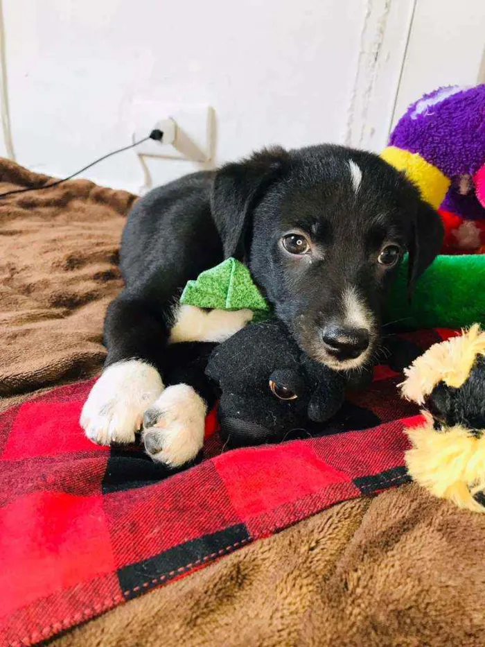 Cachorro raça Srd idade 2 a 6 meses nome Pepinho