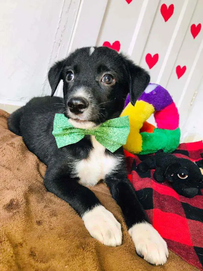 Cachorro raça Srd idade 2 a 6 meses nome Pepinho