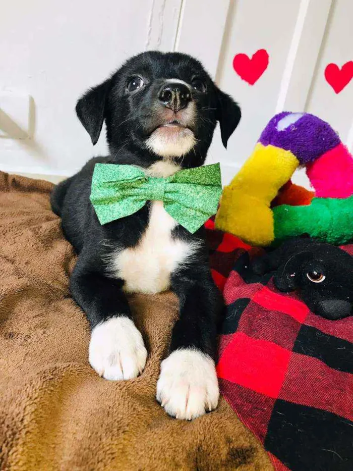 Cachorro raça Srd idade 2 a 6 meses nome Pepinho