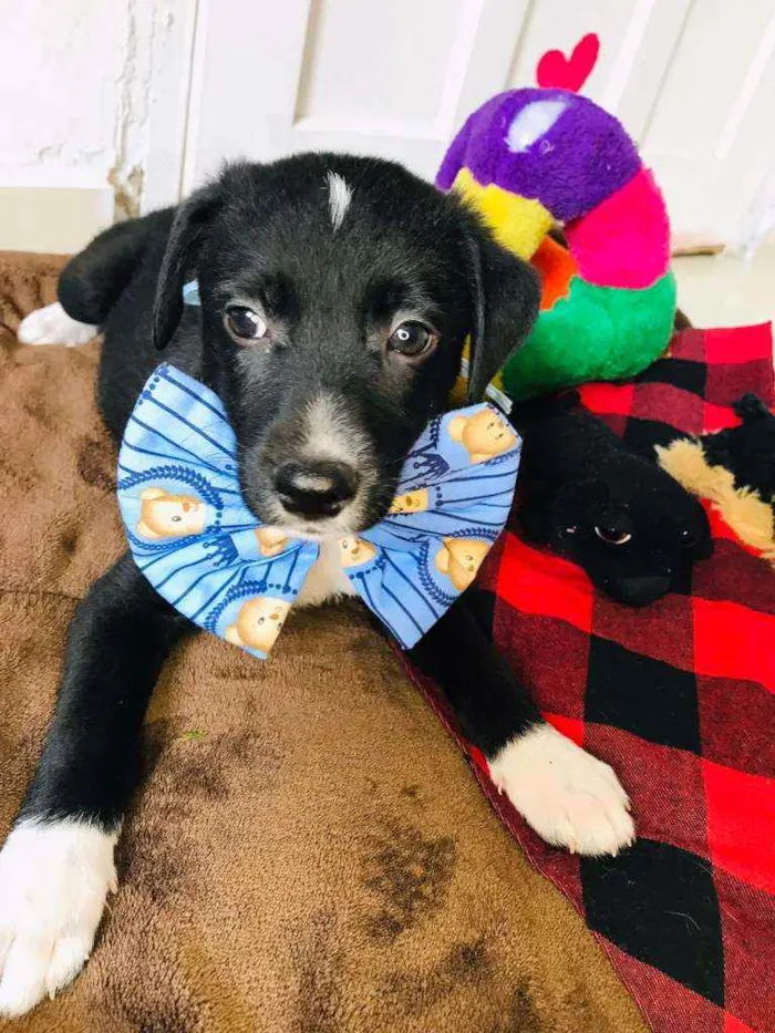 Cachorro raça Srd idade 2 a 6 meses nome Pepinho