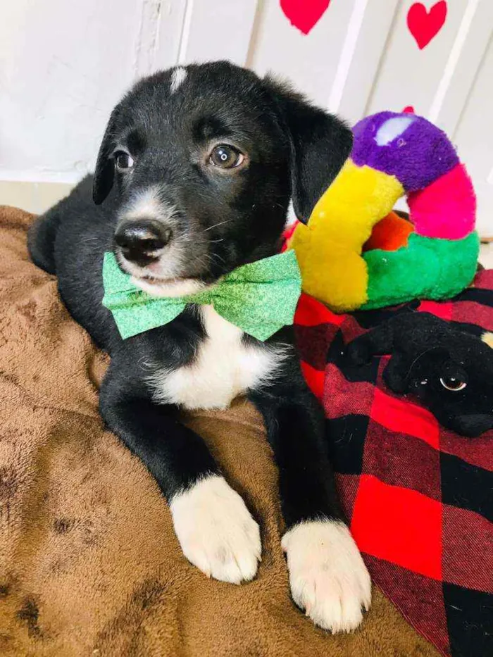 Cachorro raça Srd idade 2 a 6 meses nome Pepinho