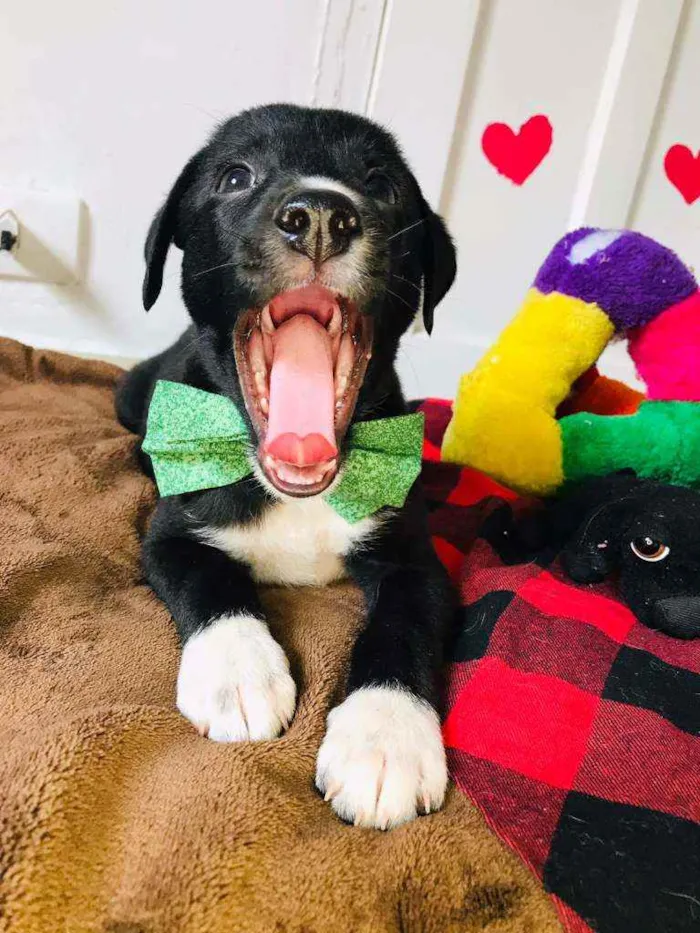 Cachorro raça Srd idade 2 a 6 meses nome Pepinho