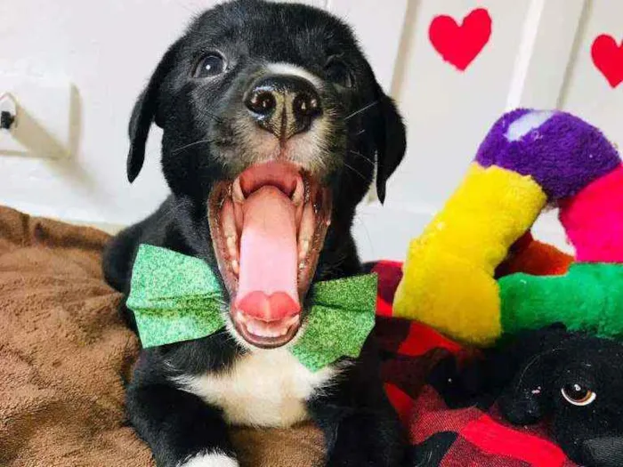 Cachorro raça Srd idade 2 a 6 meses nome Pepinho