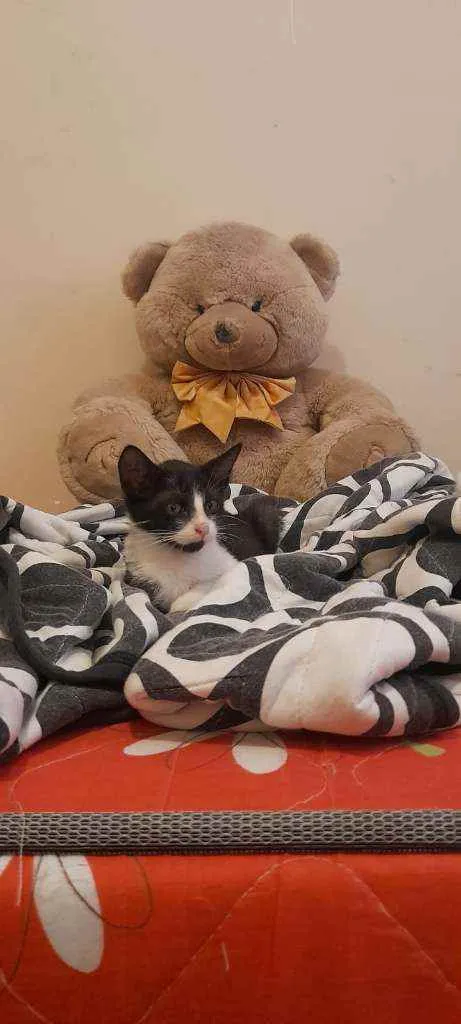 Gato raça Srd idade 2 a 6 meses nome Nick