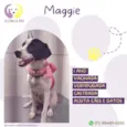 Cachorro raça Srd idade 1 ano nome Maggie