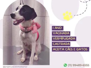 Cachorro raça Srd idade 1 ano nome Maggie