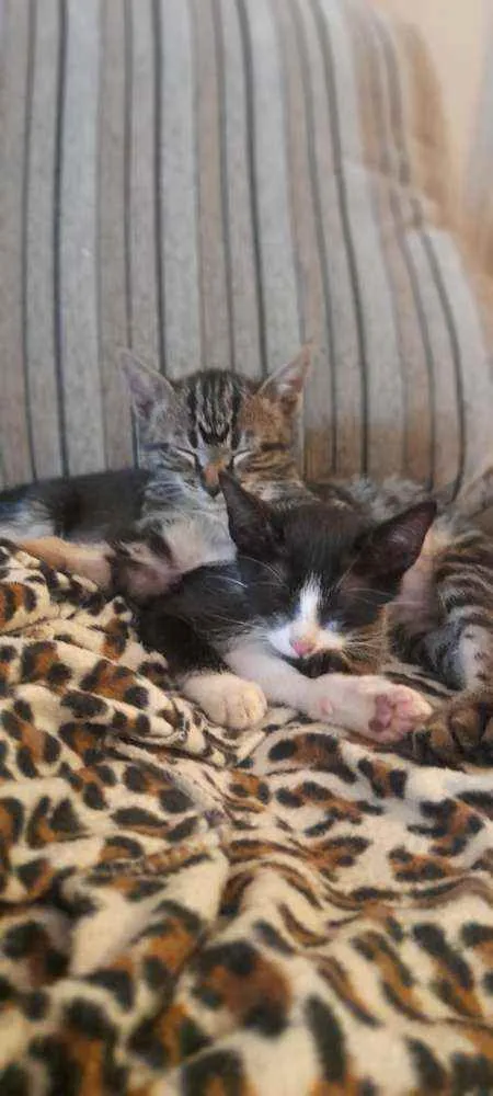 Gato raça Srd idade 2 a 6 meses nome Bartô 