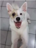 Belinha
