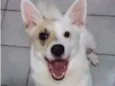 Belinha