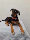 Cachorro raça SRD  idade 2 a 6 meses nome Susan 