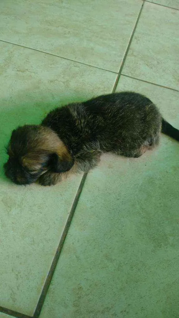 Cachorro ra a Vira lata misturados  idade Abaixo de 2 meses nome Não tem nomes 