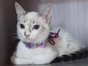 Gato raça SRD  idade 2 a 6 meses nome Lua 
