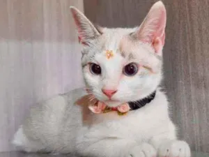 Gato raça SRD  idade 2 a 6 meses nome Sol