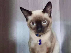 Gato raça SRD  idade 2 a 6 meses nome Elvis