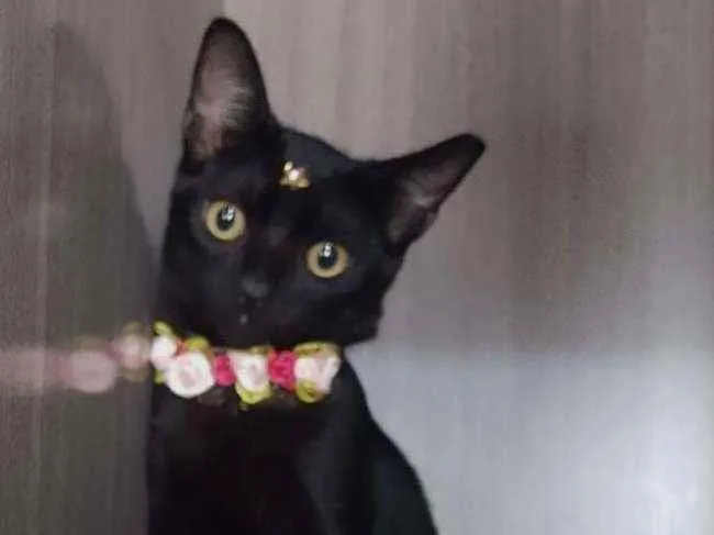 Gato raça SRD  idade 2 a 6 meses nome Juma 