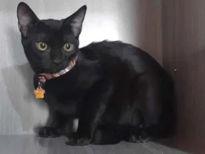 Gato raça SRD  idade 2 a 6 meses nome Pom pom 