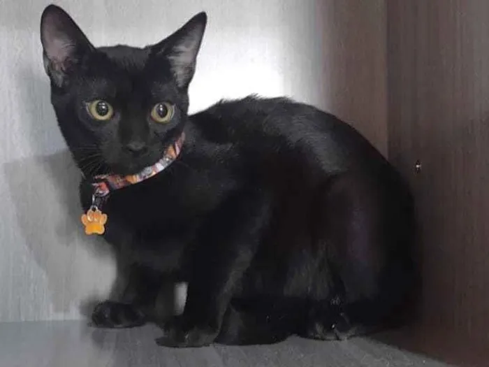 Gato raça SRD  idade 2 a 6 meses nome Pom pom 